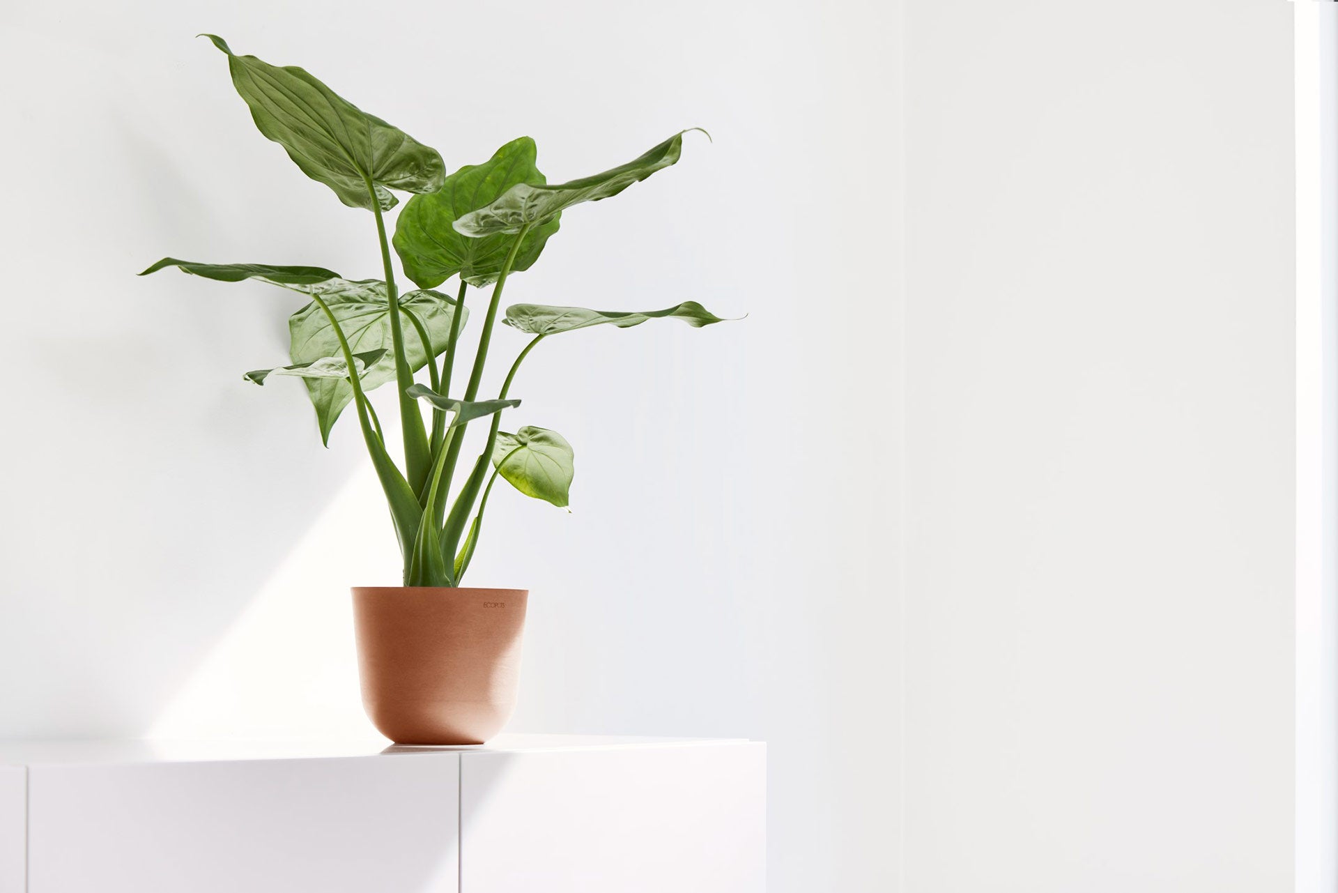 EcoPots: A Blend of Scandinavian Design and Sustainability
