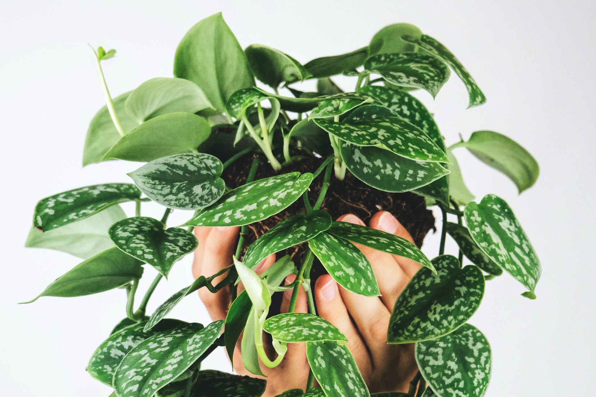 Sustainable Living with Eco-Friendly Planters: Greening Your Home Naturally