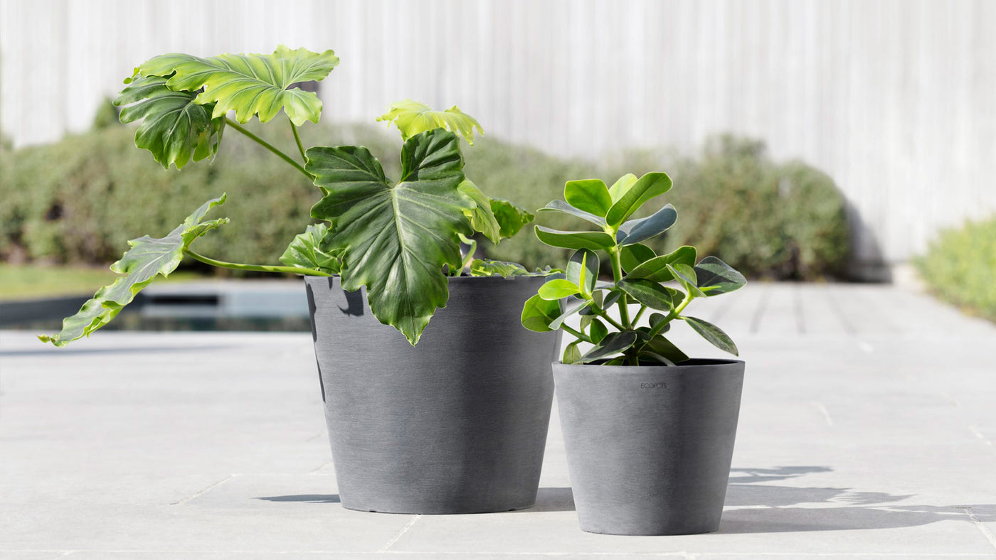 Transform Your Space with Natural Elegance.