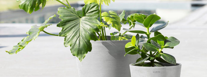 At ePlanters, we embody Minimalism imbued with the spirit of nature.